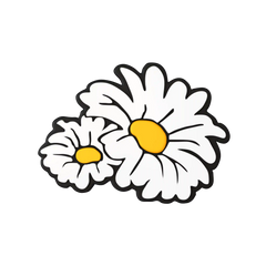 Budz | Daisies